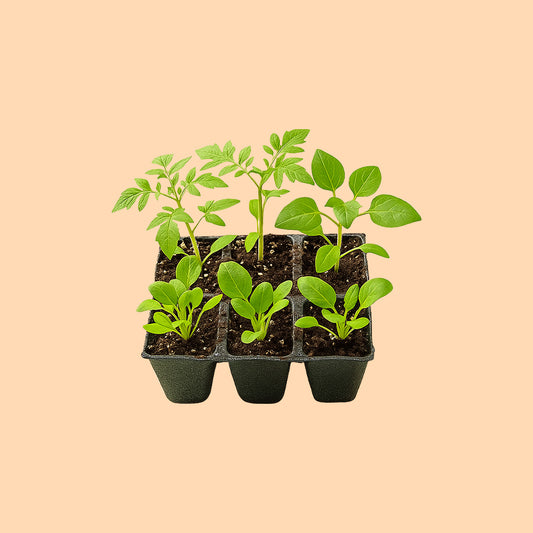 Seedlings